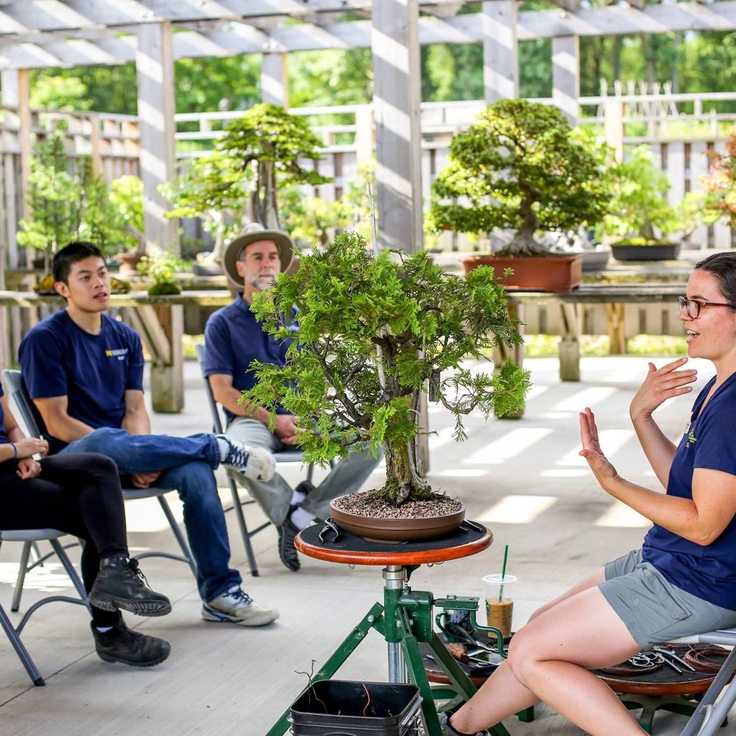 Bonsai Demonstration 1