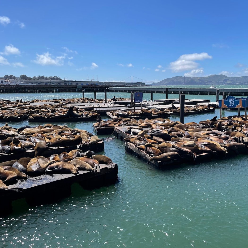 Skip The Bus: San Francisco By Luxury Van Tour 5