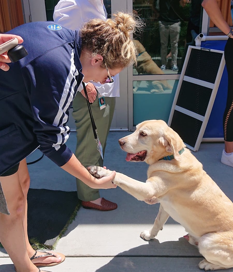 Puppy Socialization (In-Person) 4