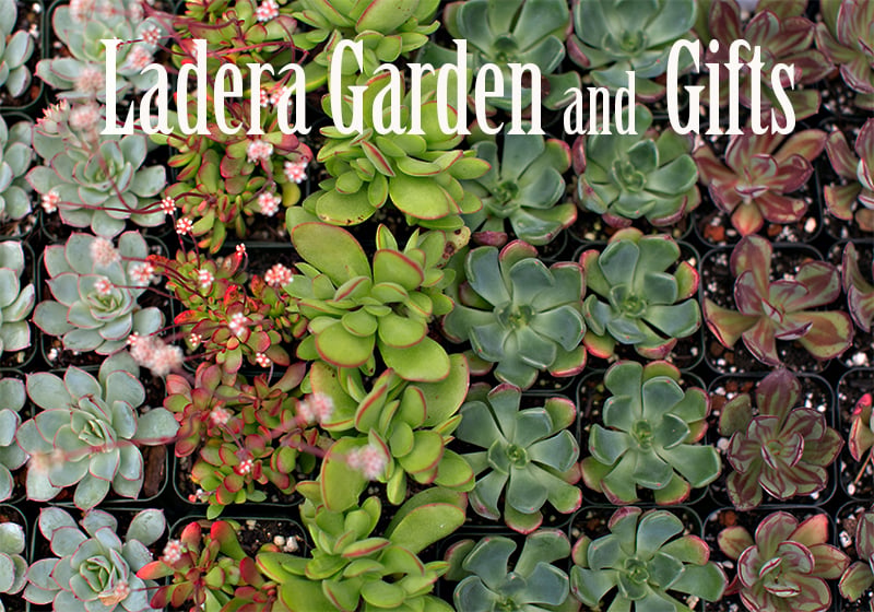 Ladera Garden & Gifts 1