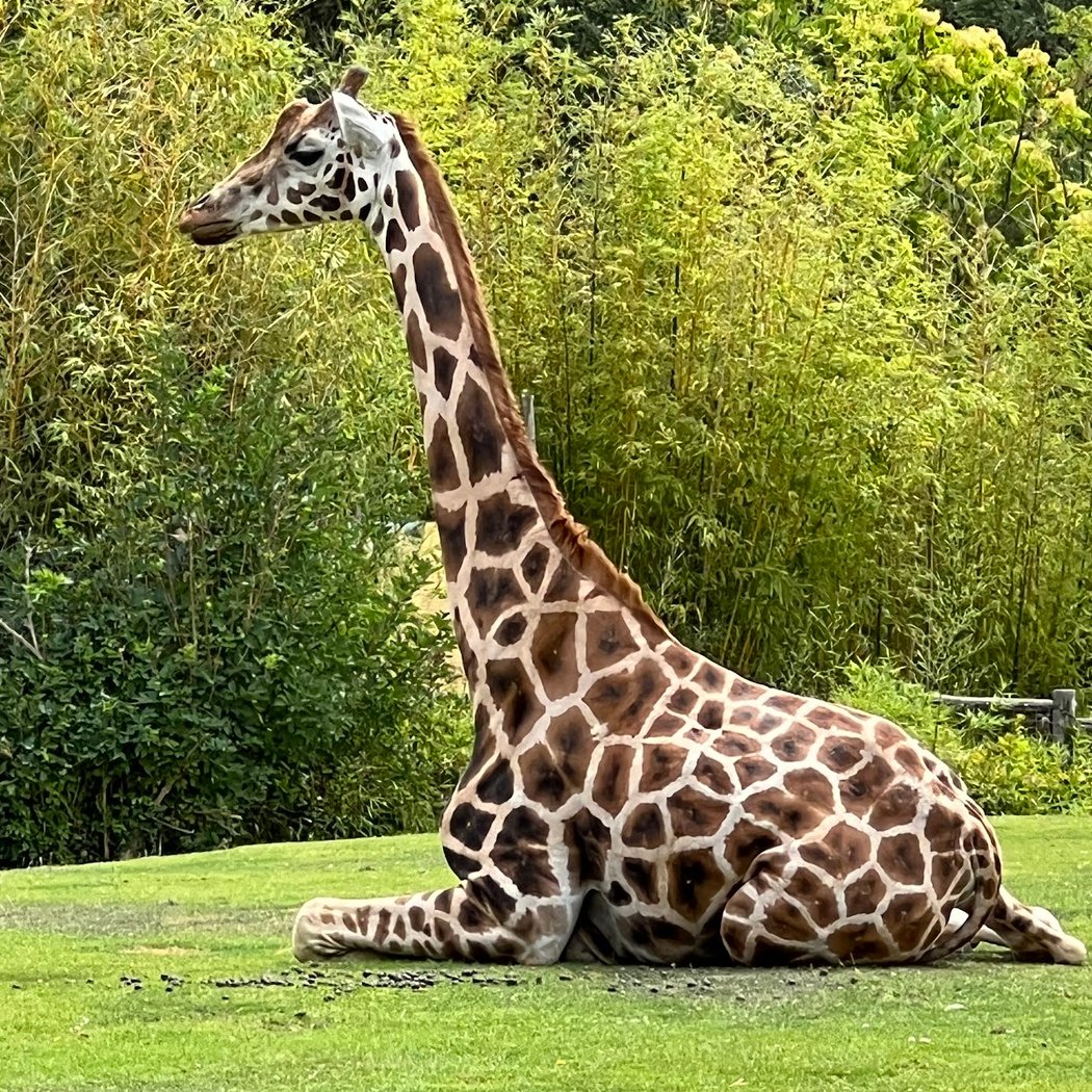 Zoo d'Amnéville 1