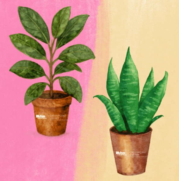 Teen Zone: Air Purifying Plant Activity 1