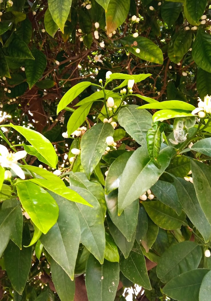 Parque Rosaleda 3