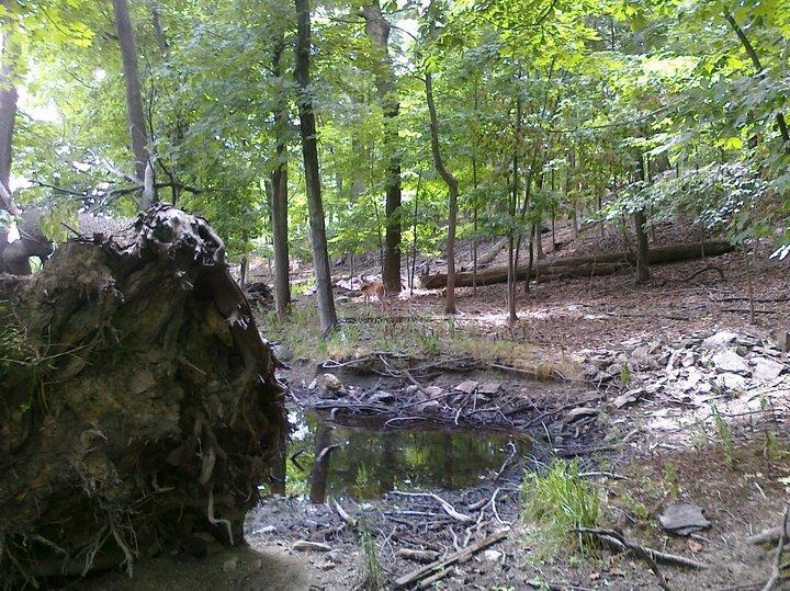 Sprain Ridge Park 2