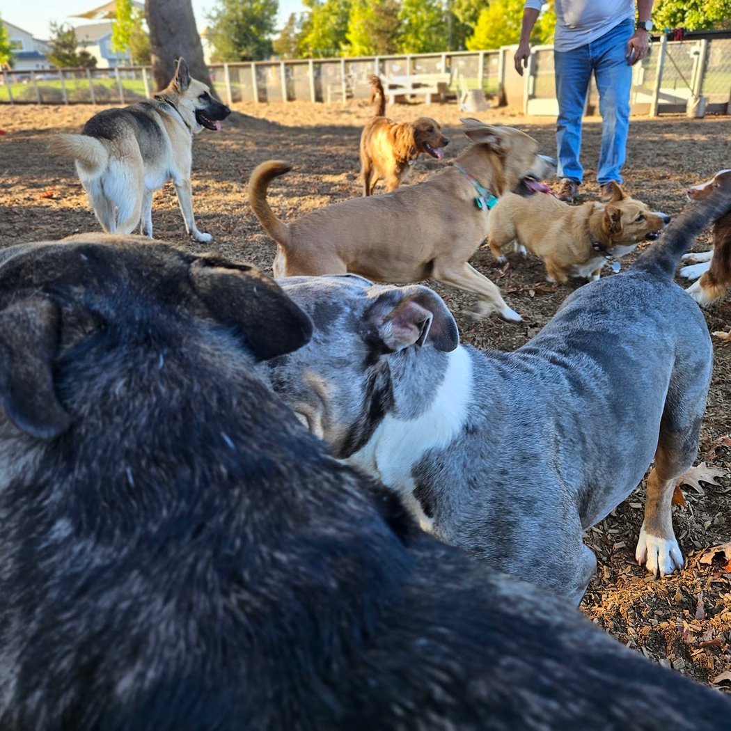 Coffey Park Dog Park 2
