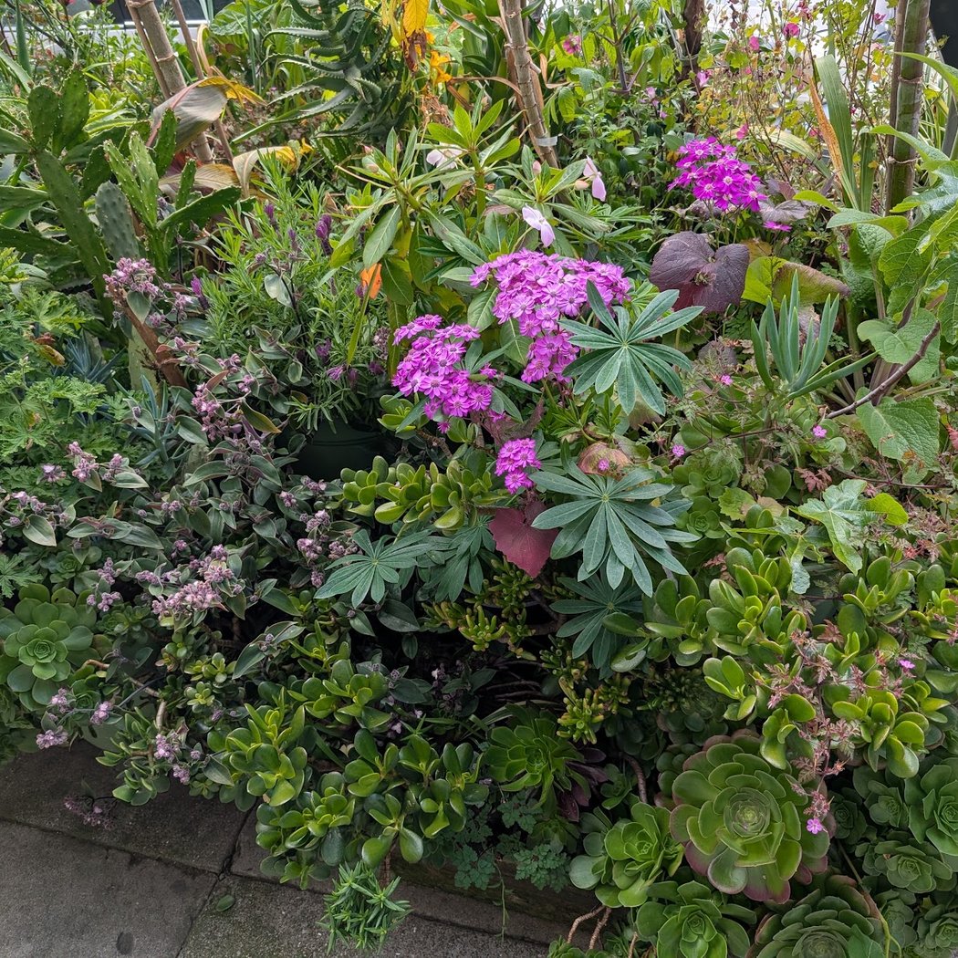 Belvedere Street Community Garden 1