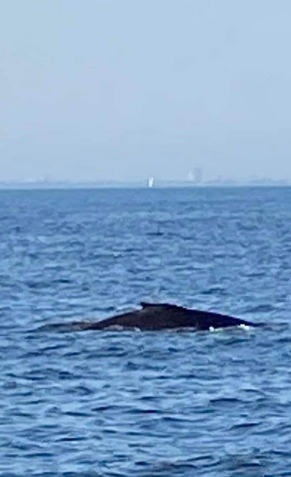 Whale Watching Cruise 3