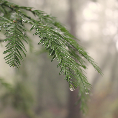 Renewed in Nature 1