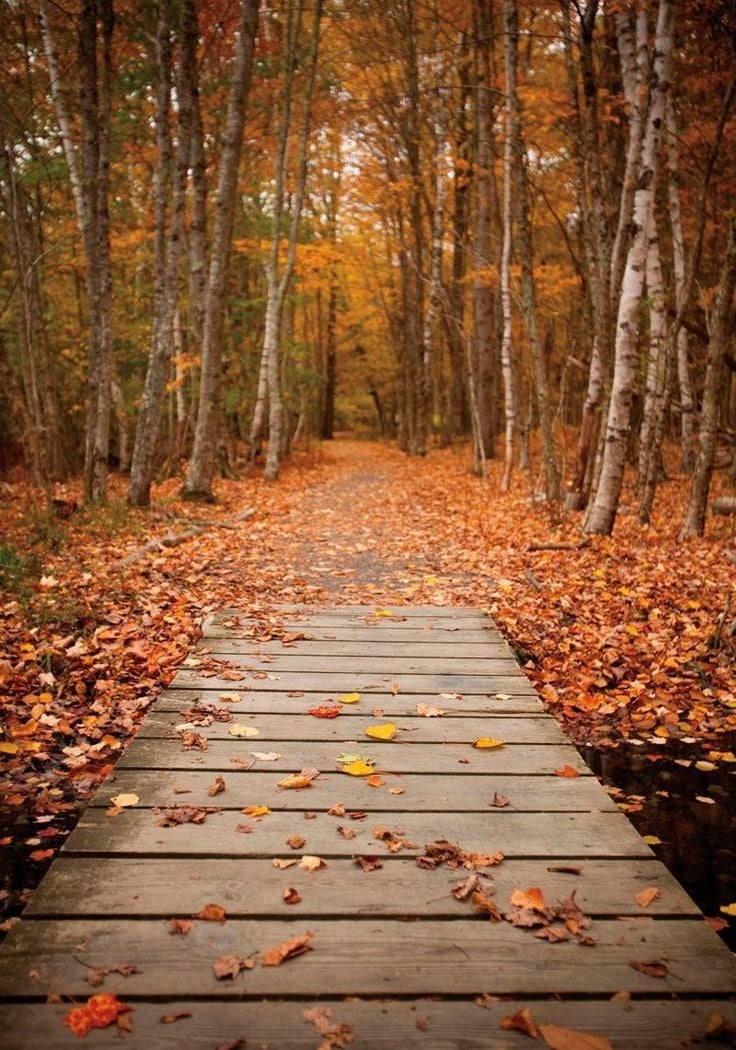 Urban Wild Trackers: Leatherbee Woods 1