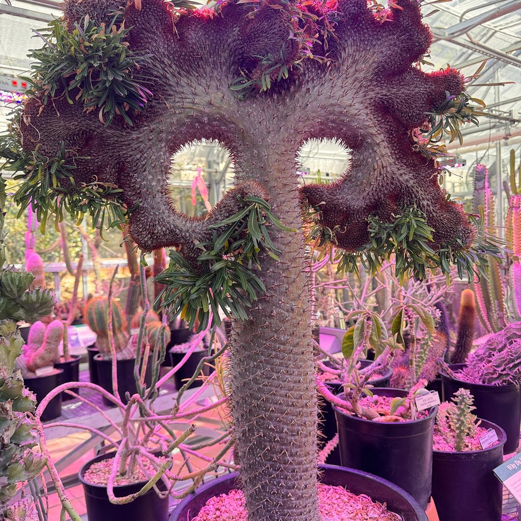 Sick Plant Clinic 2