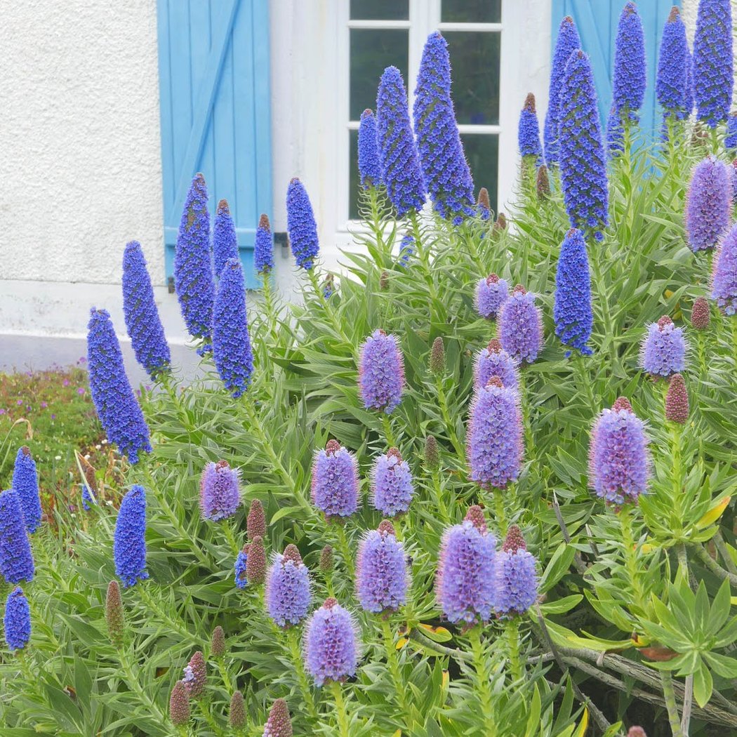 Eden du Voyageur Garden 1
