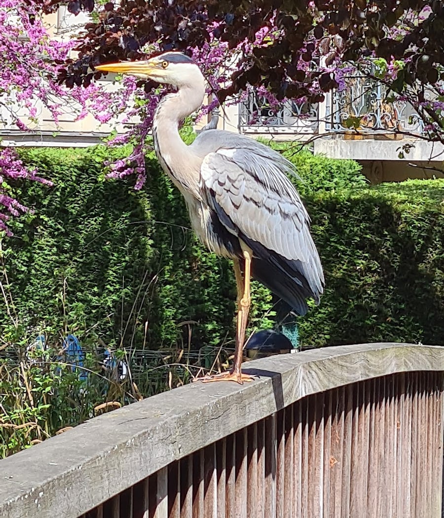 Jardin de la Mairie 1