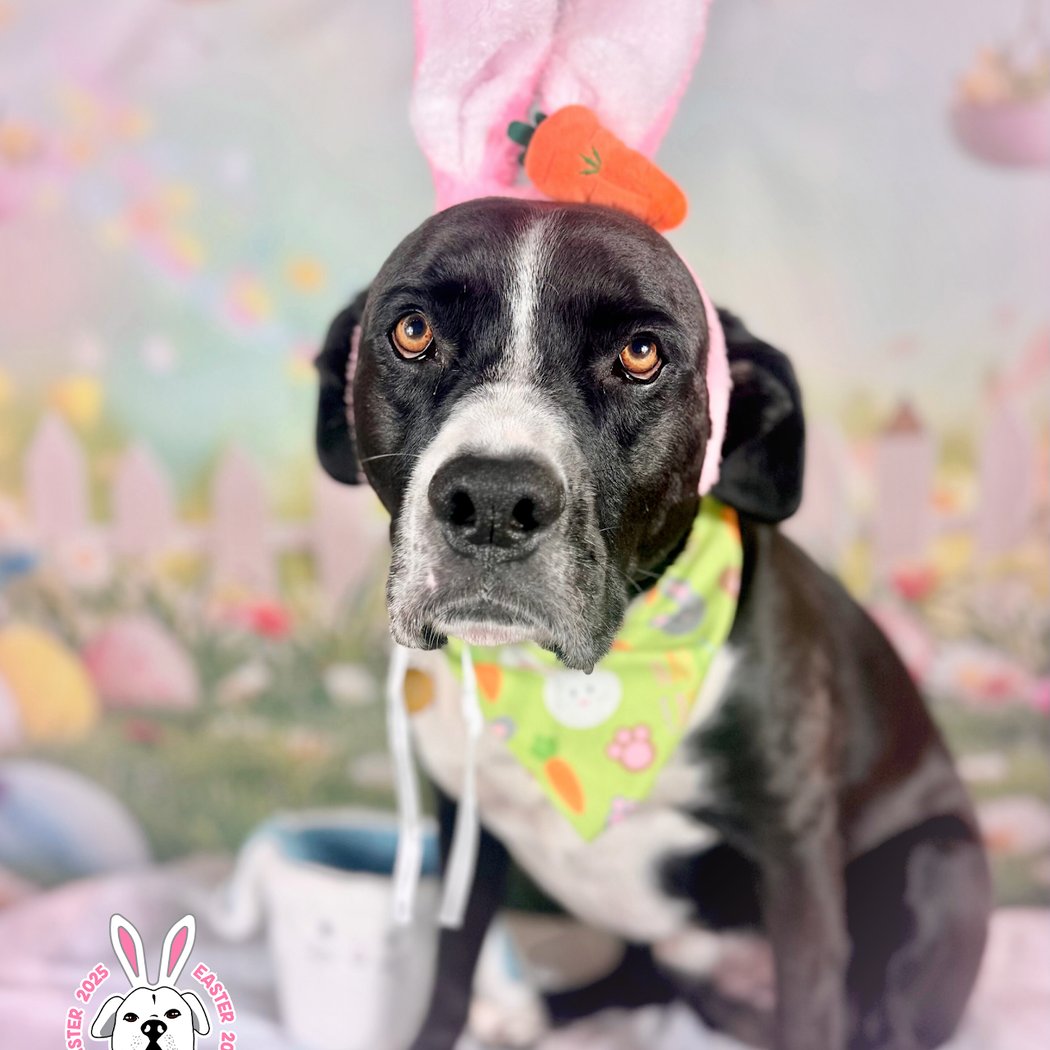 Paint With Pups 1
