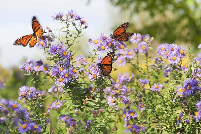 Great Southeast Pollinator Census 3