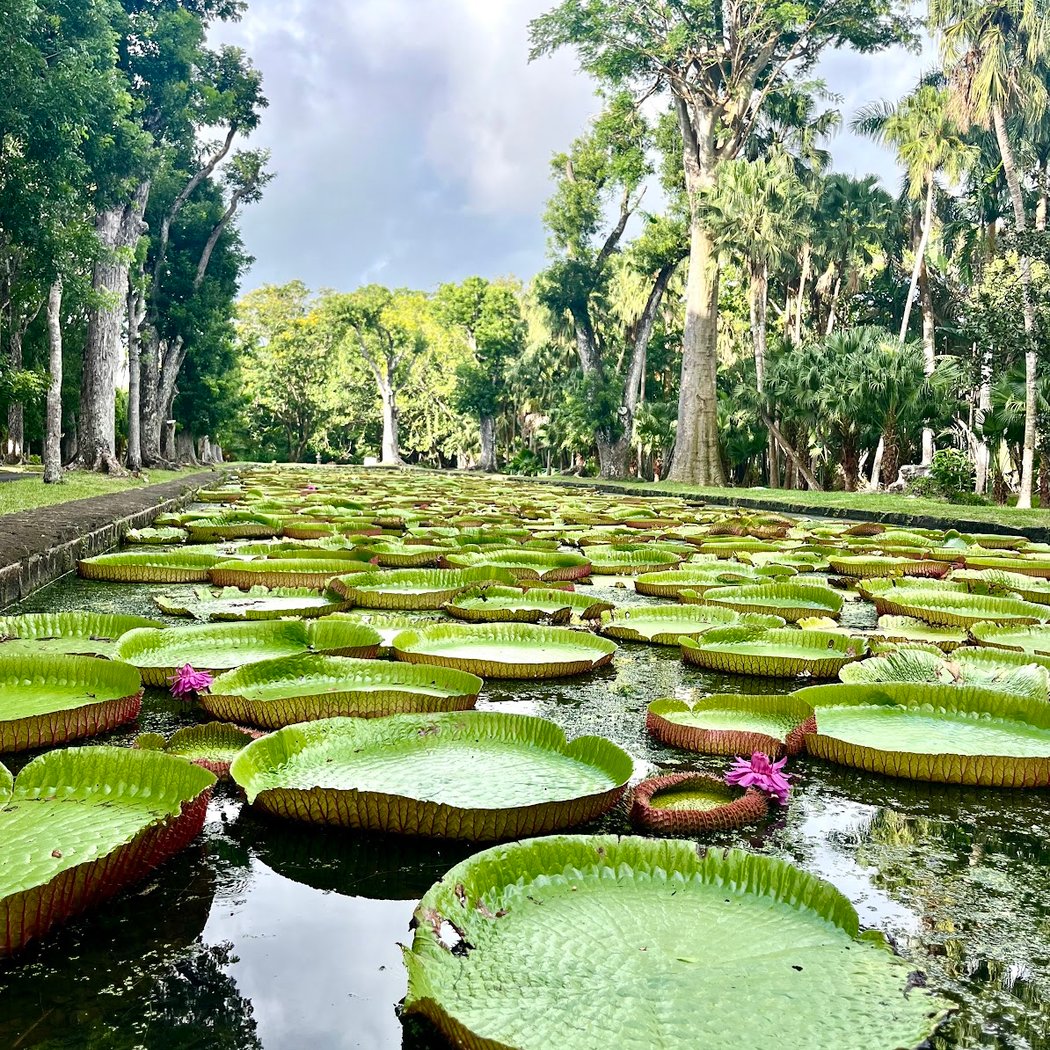 Pamplemousses Garden 1