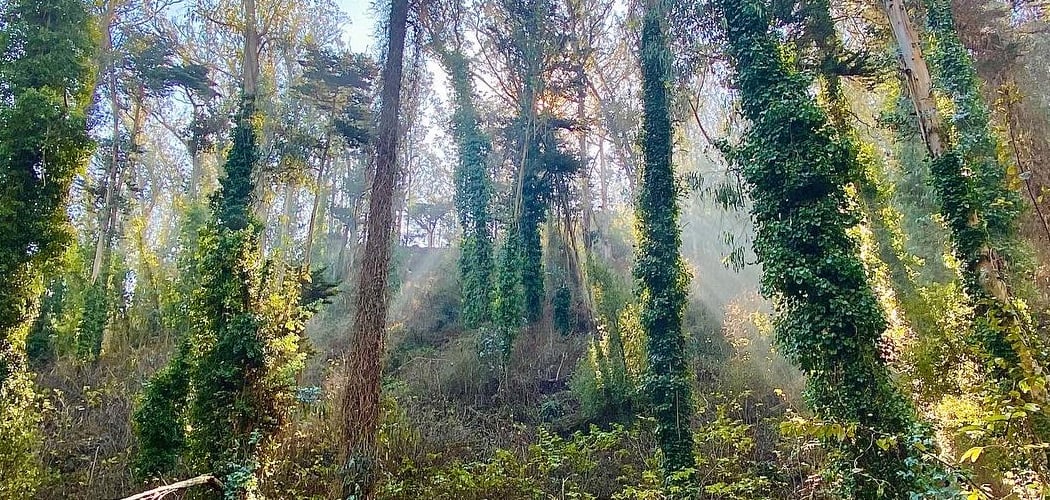 Sutro Forest 1