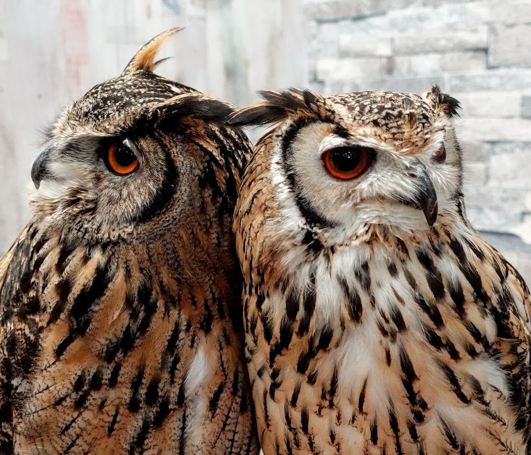 Owlpark ikebukuro 1