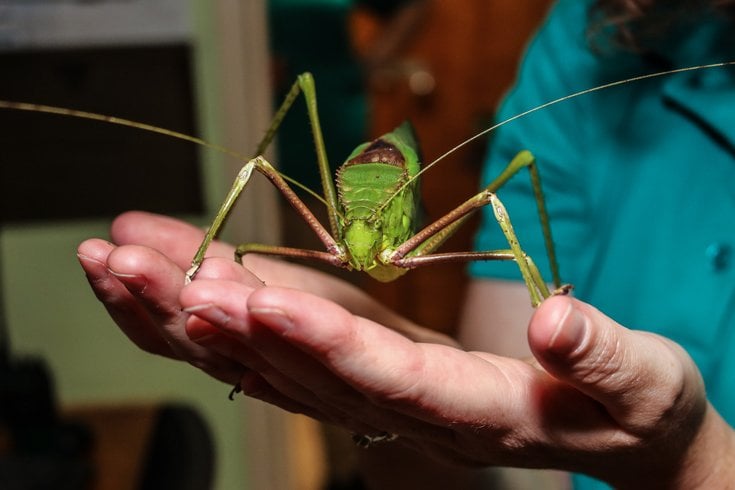 BugFest 2