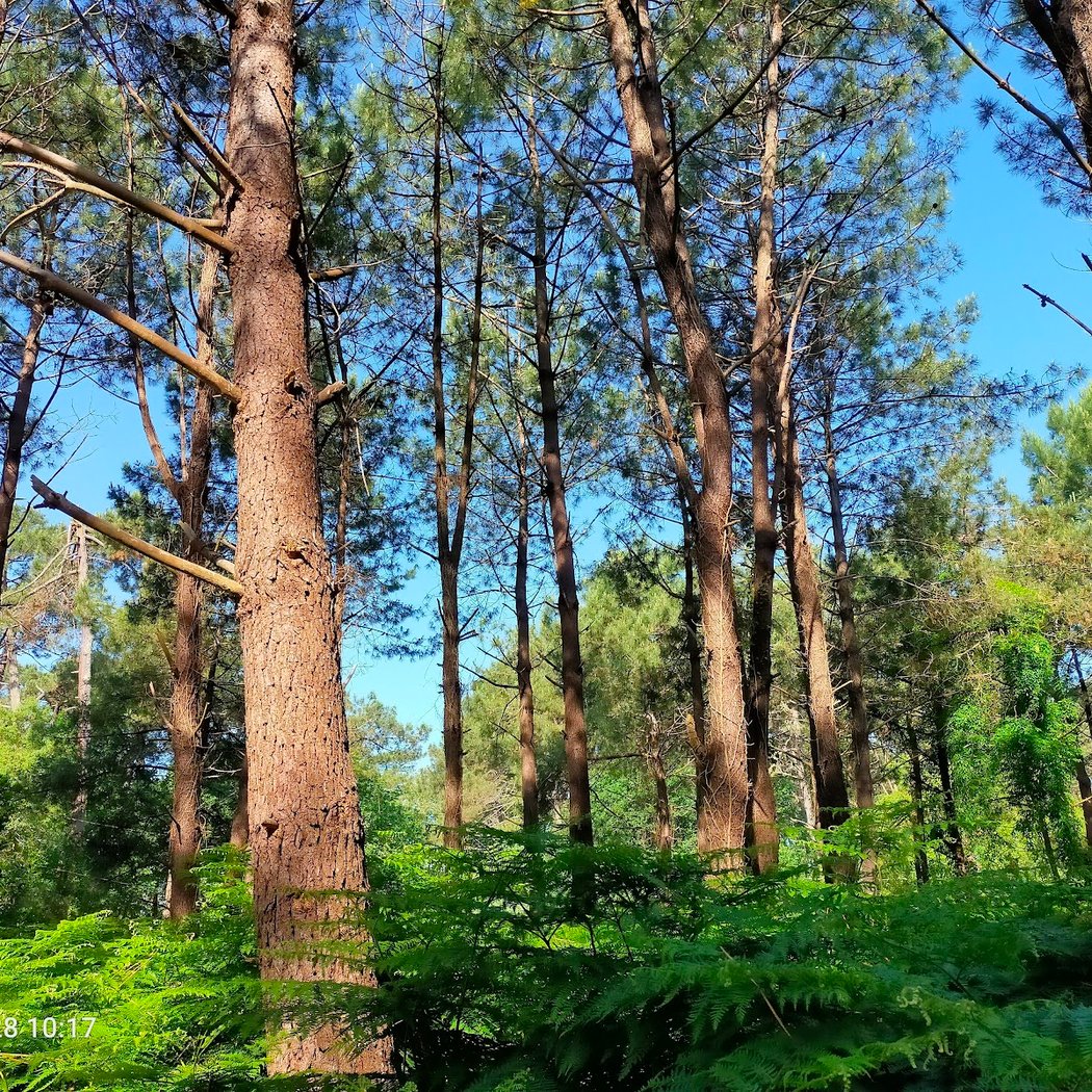 Forêt de Chiberta 3