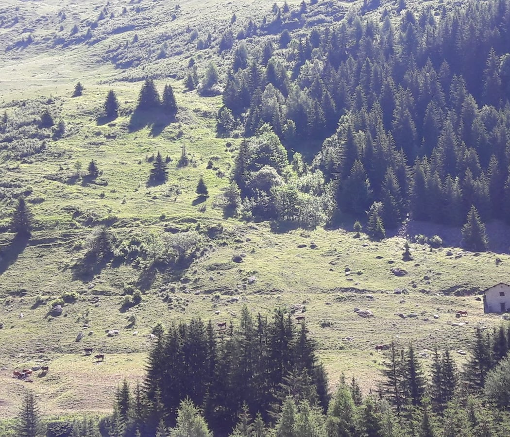 Forand 5