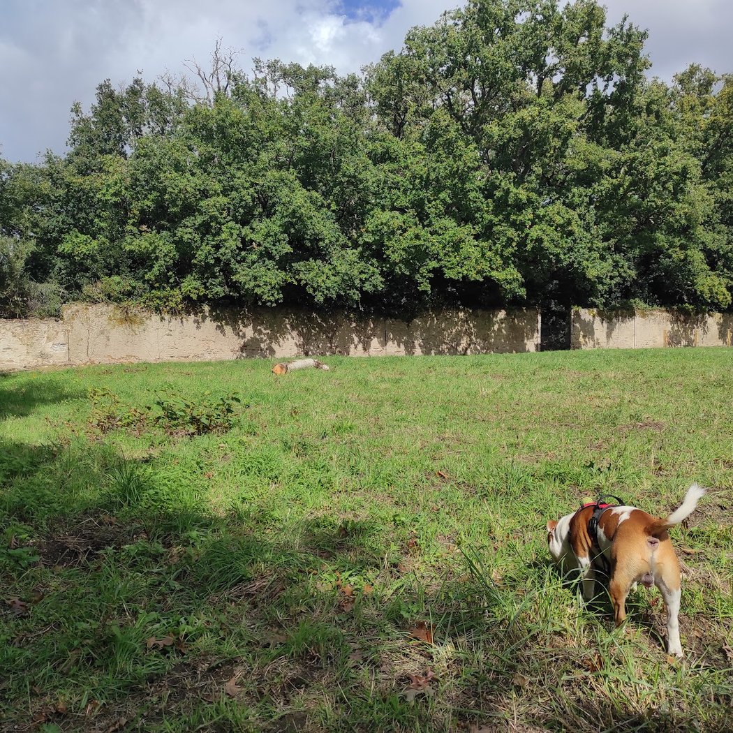 caniparc la clairière des chiens 1