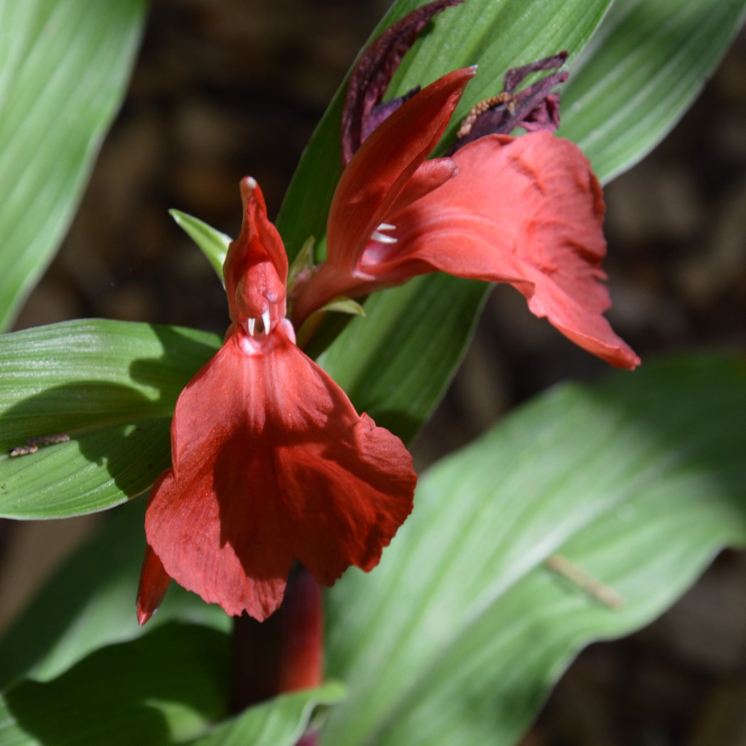 Georges Delaselle Garden 3