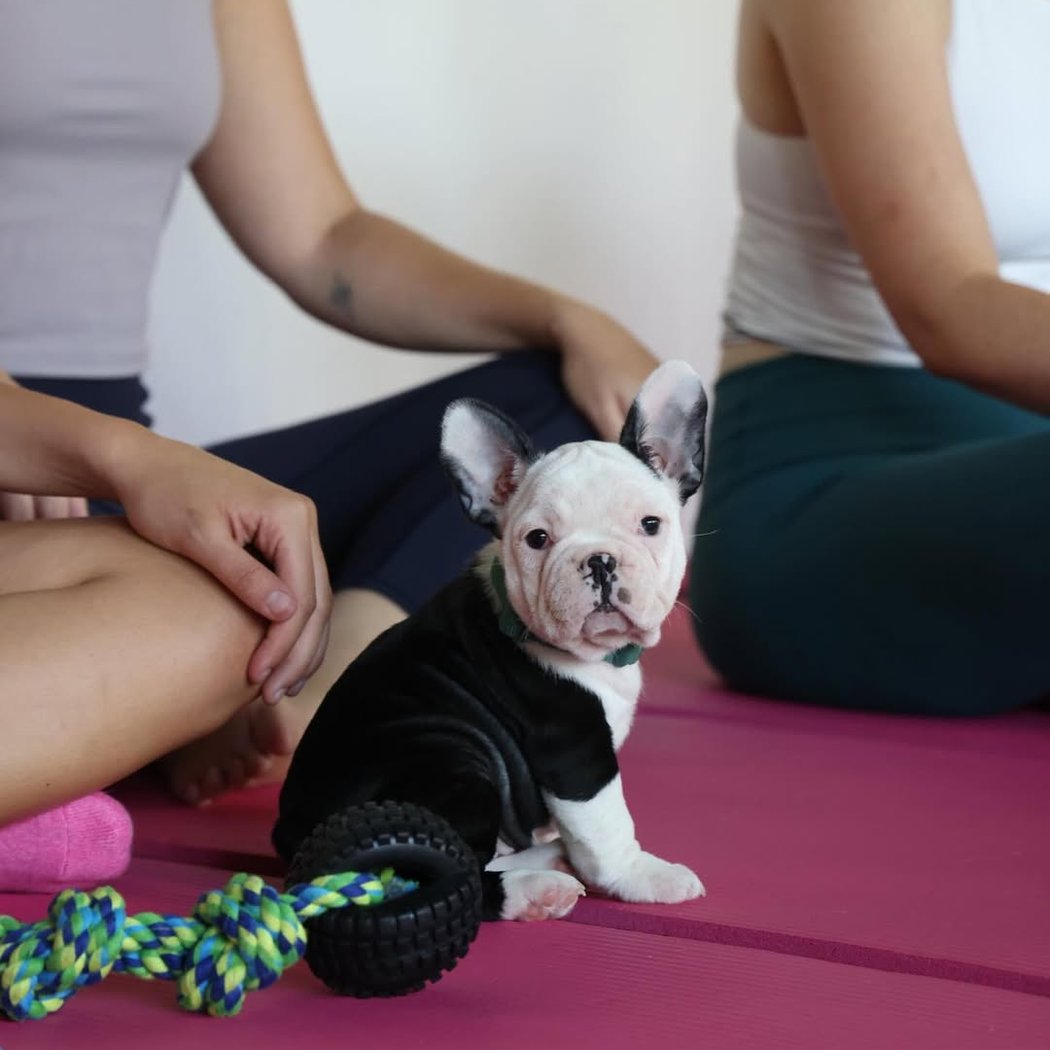 Labrador Puppy Yoga 2