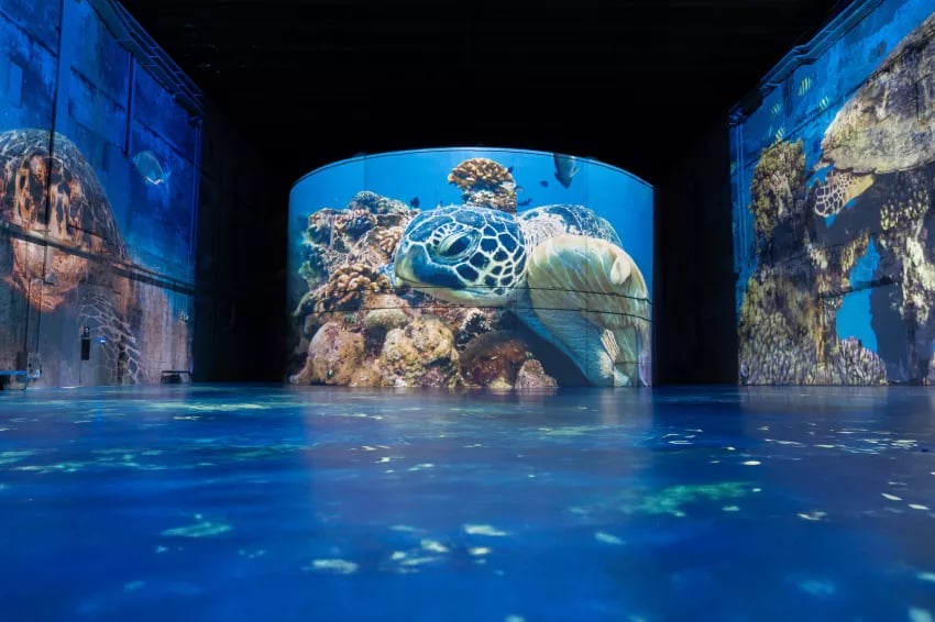 Ocean: An Immersion into the Underwater World 3
