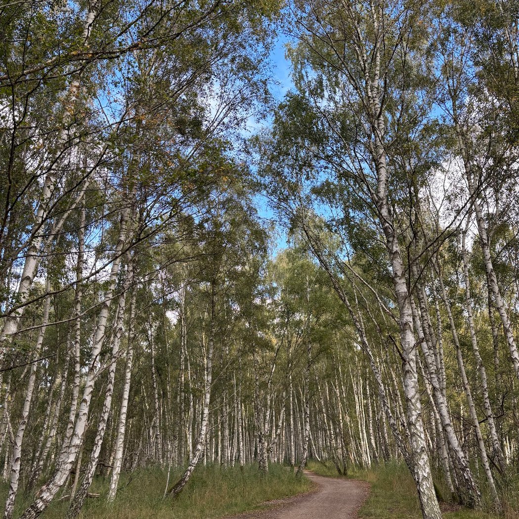 Amarminoen
