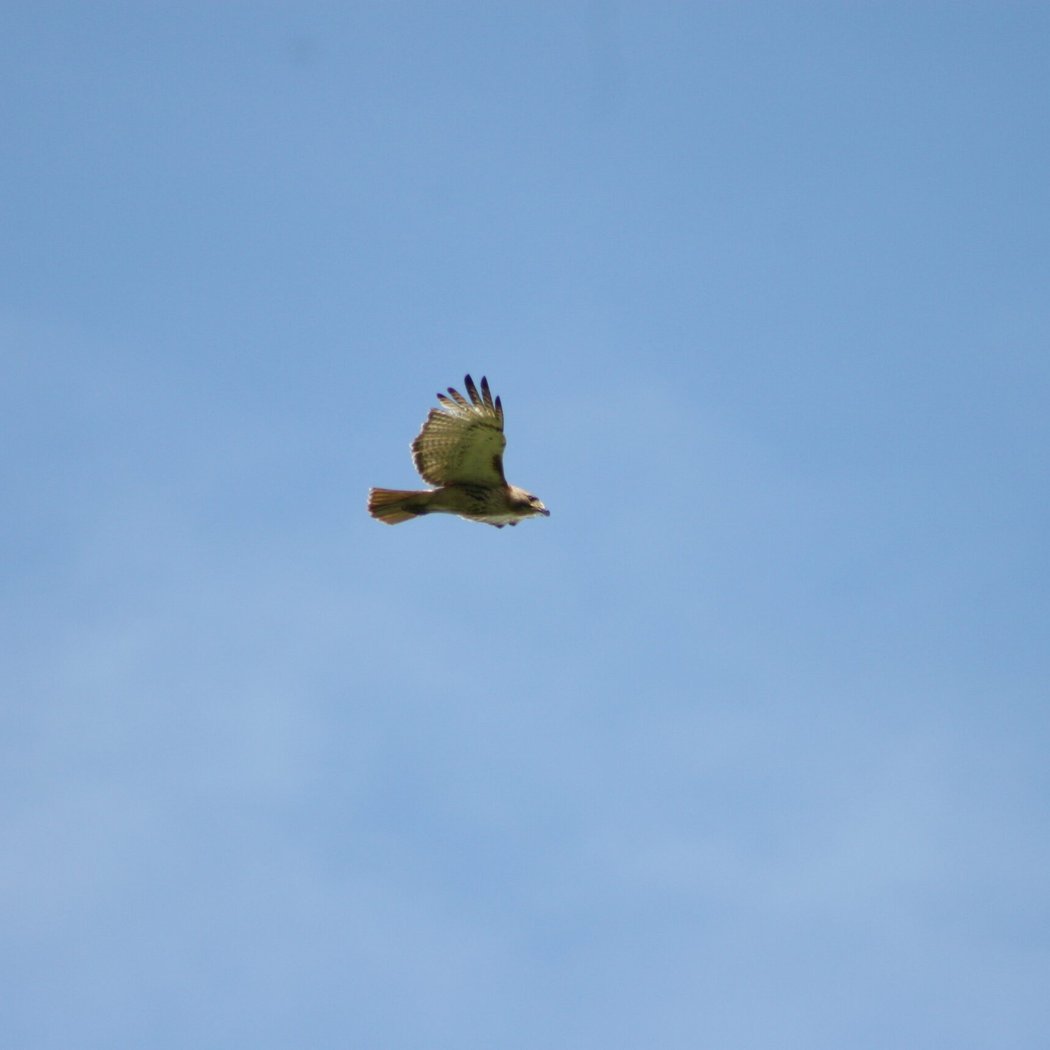 Bird and Nature Walk: Wolfe’s Pond Park 3