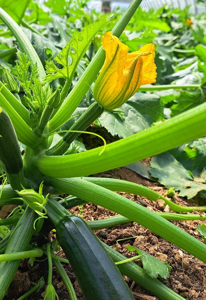 Terre de Mars - La ferme - Paysan Traiteur à La Bétheline 1