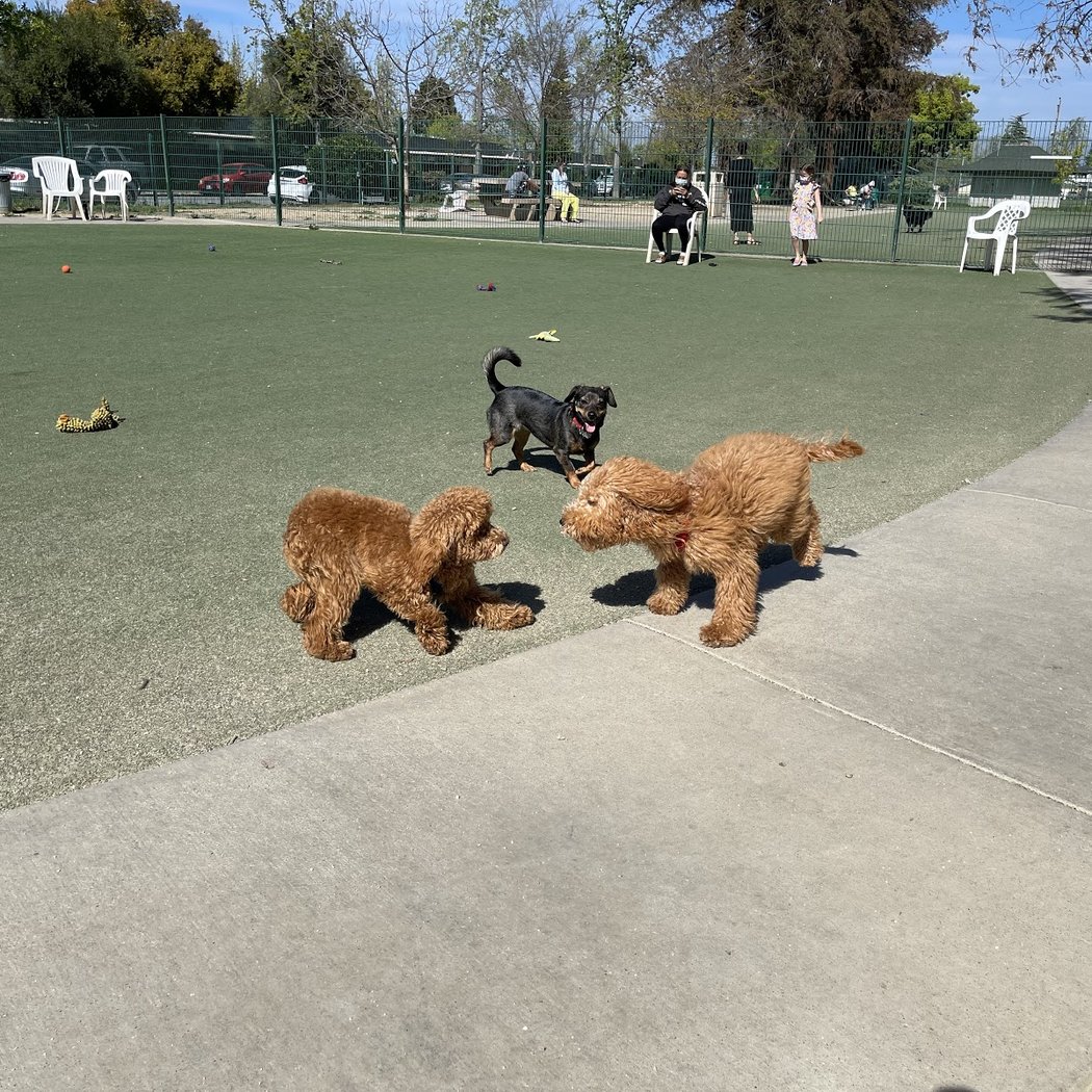 Butcher Dog Park 2