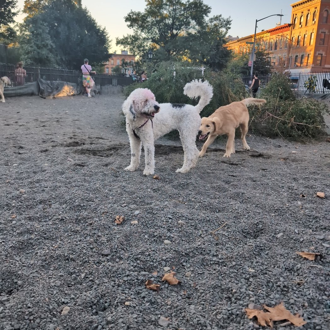 Maria Hernandez Park Dog Run 3