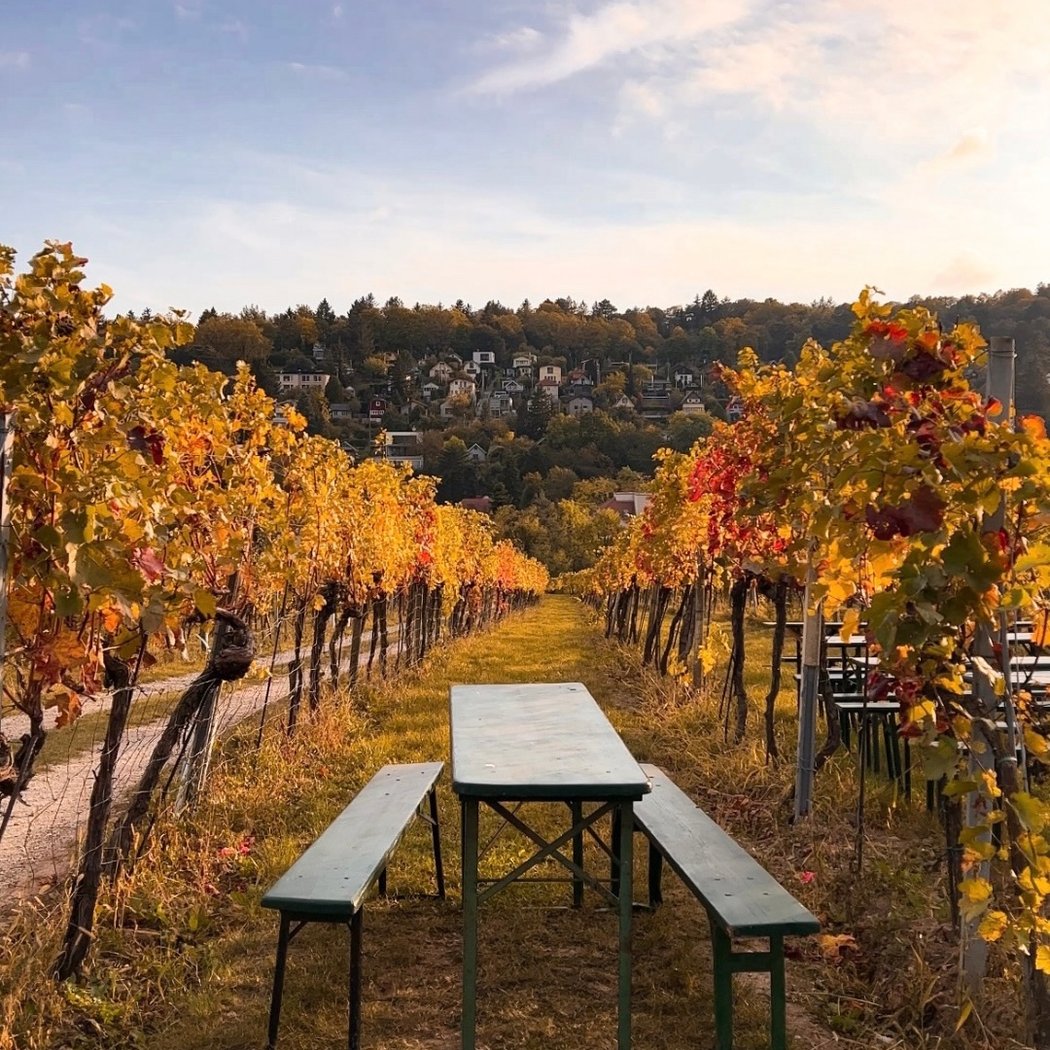 Weinberge Wien Mauer