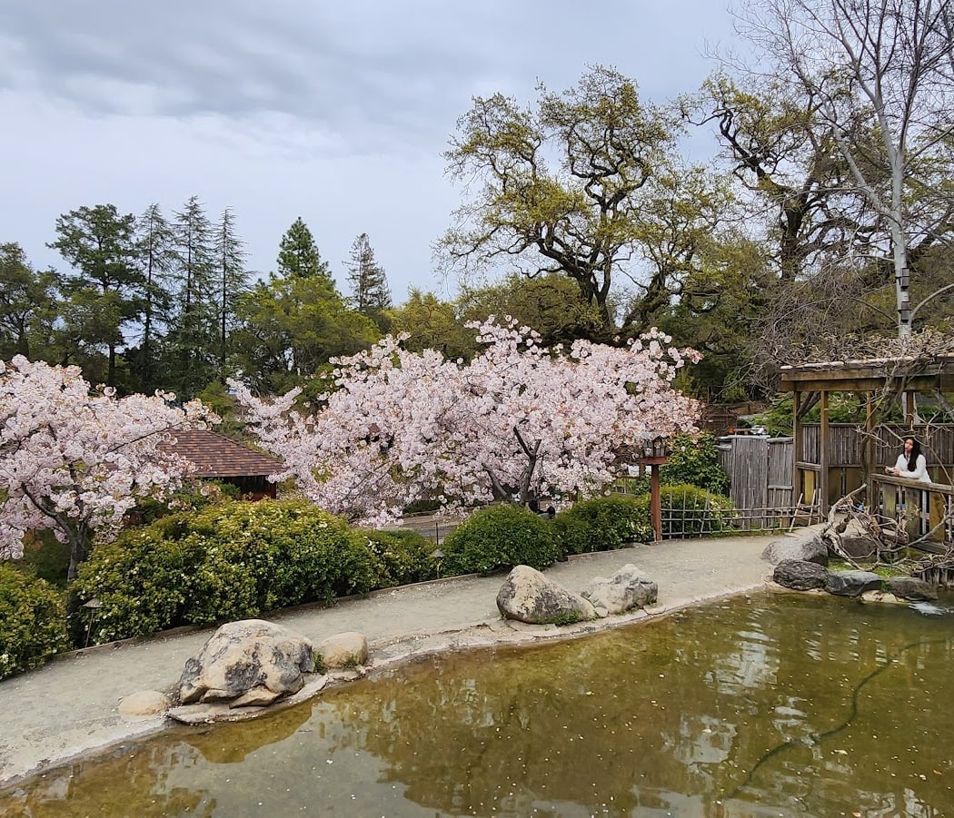 Japanese Tea Ceremonies 1