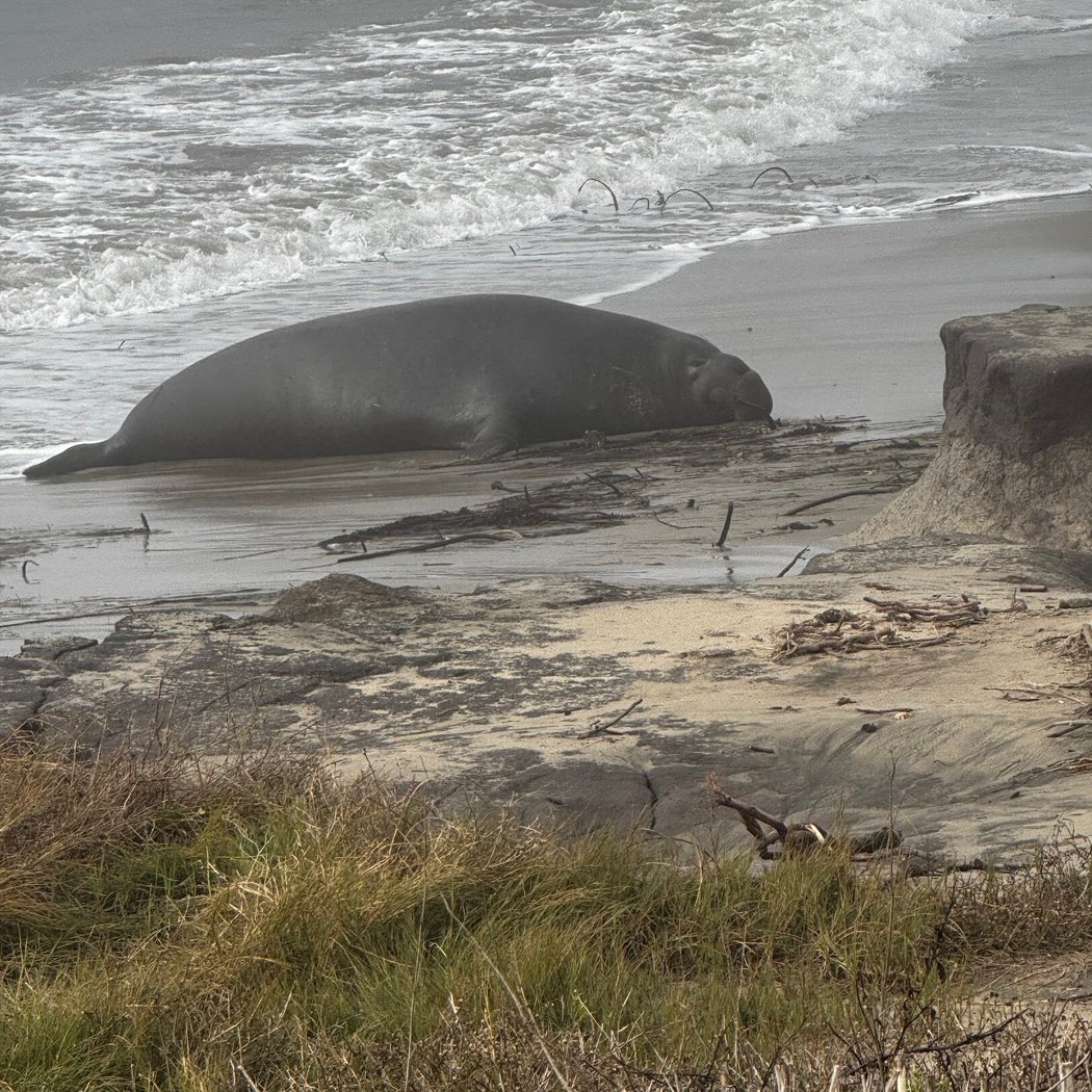 Elephant Seal Overlook 2