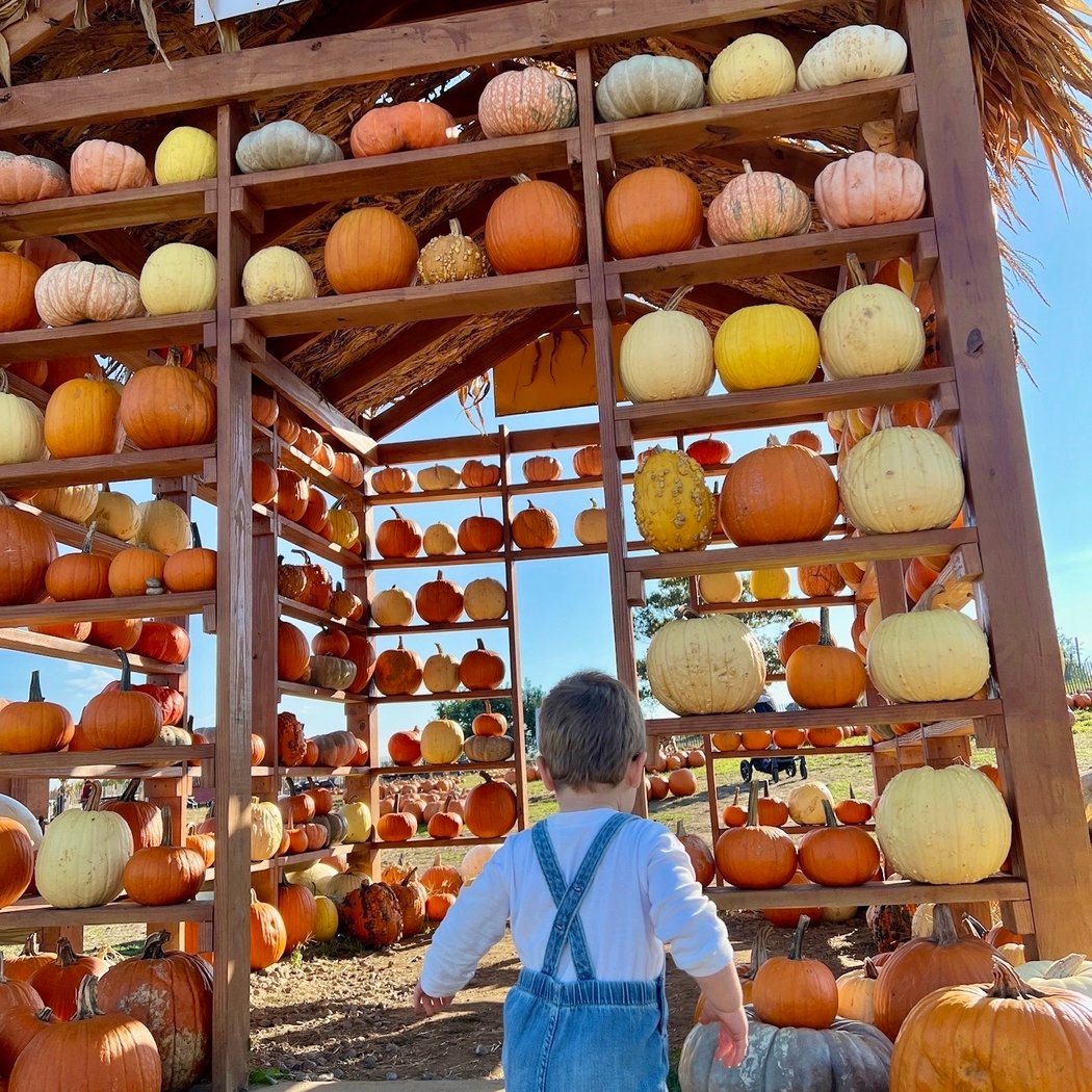 Outhouse Orchards Fall Festival