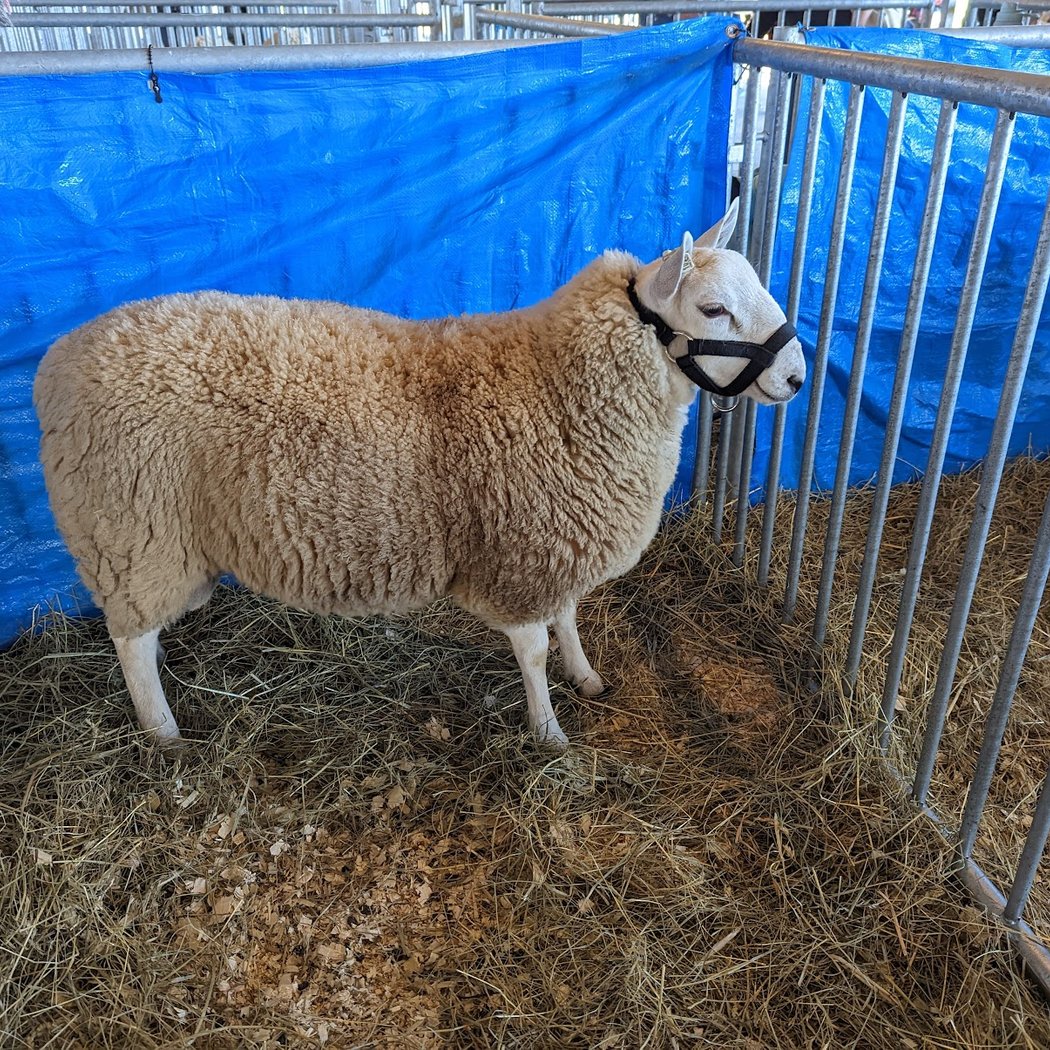 Sheep & Wool Festival 2