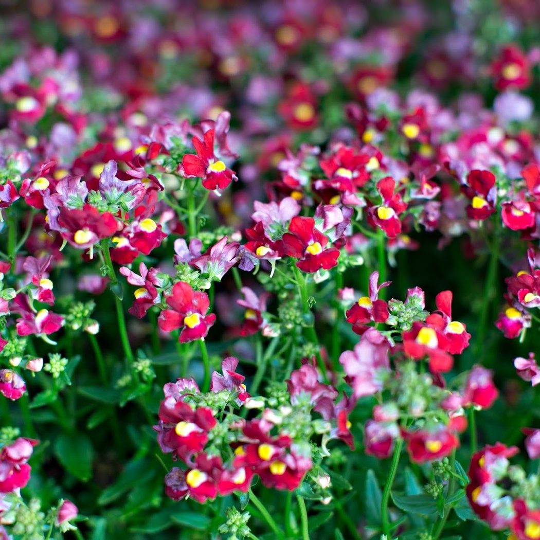 Ladera Garden & Gifts 1