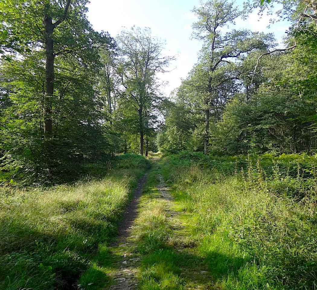 Forêt de L'Isle-Adam 2