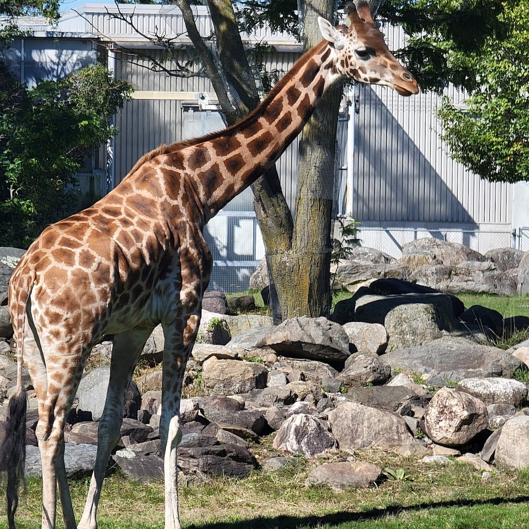 Saison hivernale au parc zoologique 3