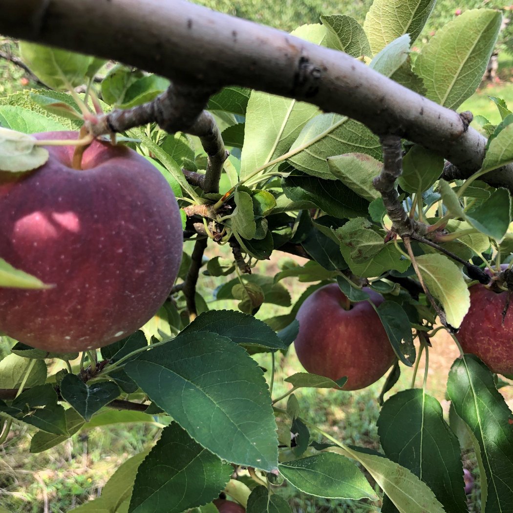 Orchards of Concklin 1