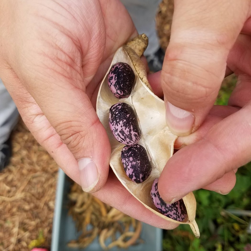 Food For Thought’s Plant Sale & Garden Tour 1