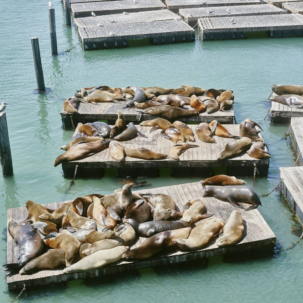 Sea Lions 3