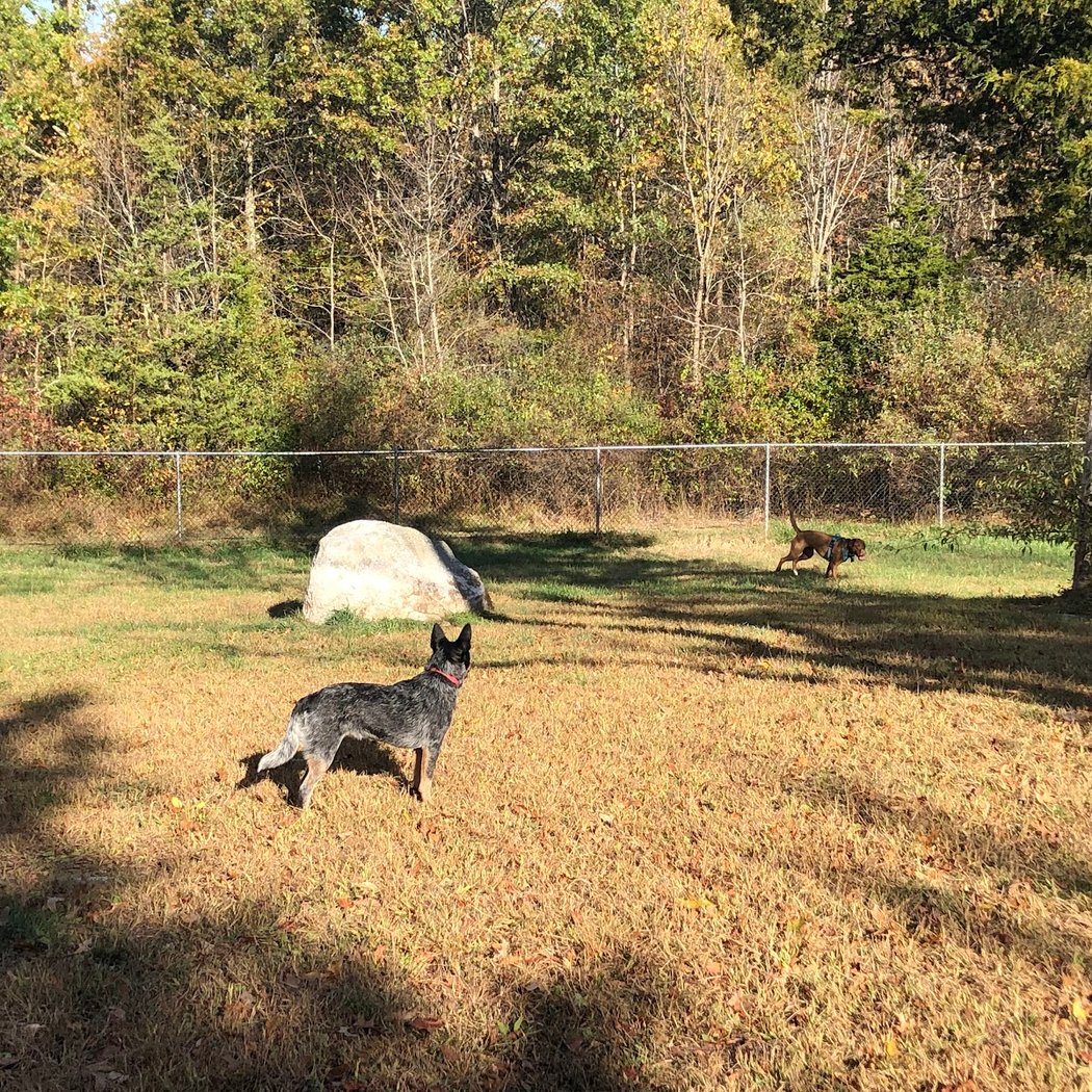 Ulster County Dog Park 3