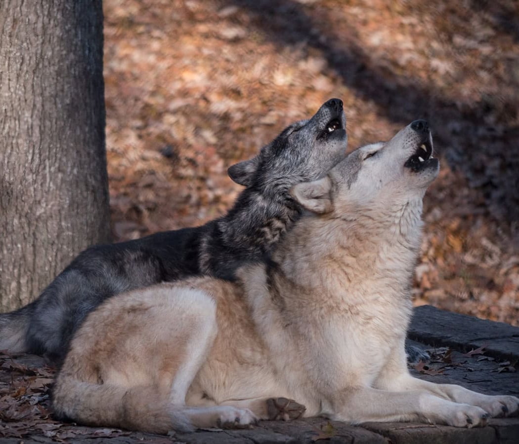 Wolf Keeper Talk 2