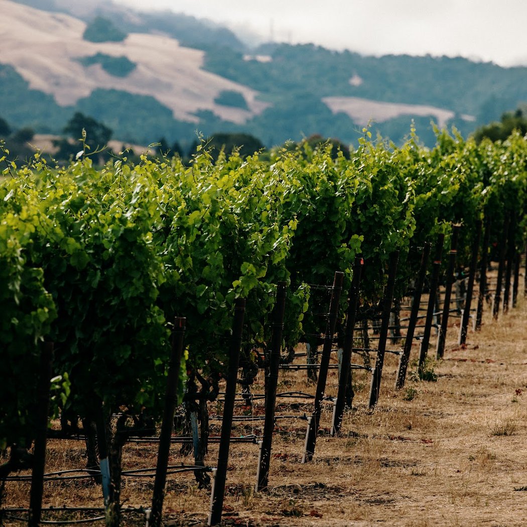 Bike Tour Sonoma 2