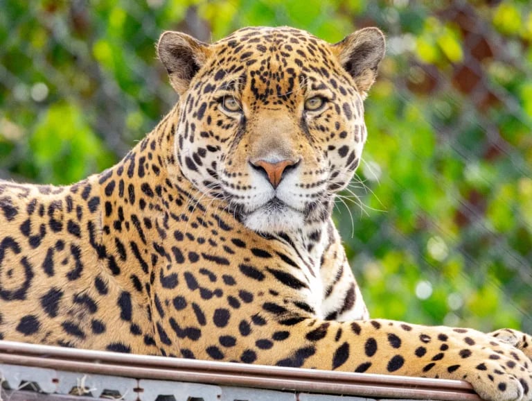 Oakland Zoo 1