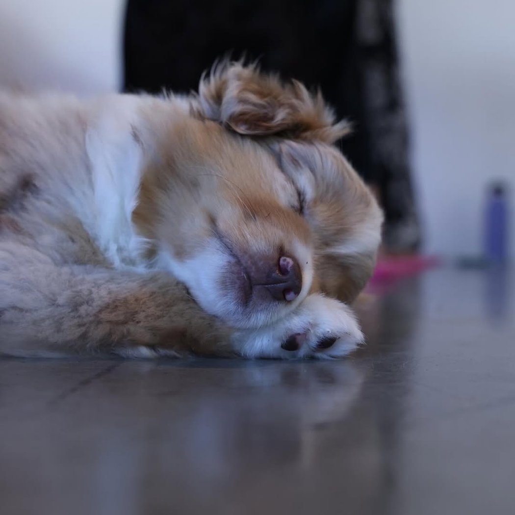 Australian Shepherd Puppy Yoga 2