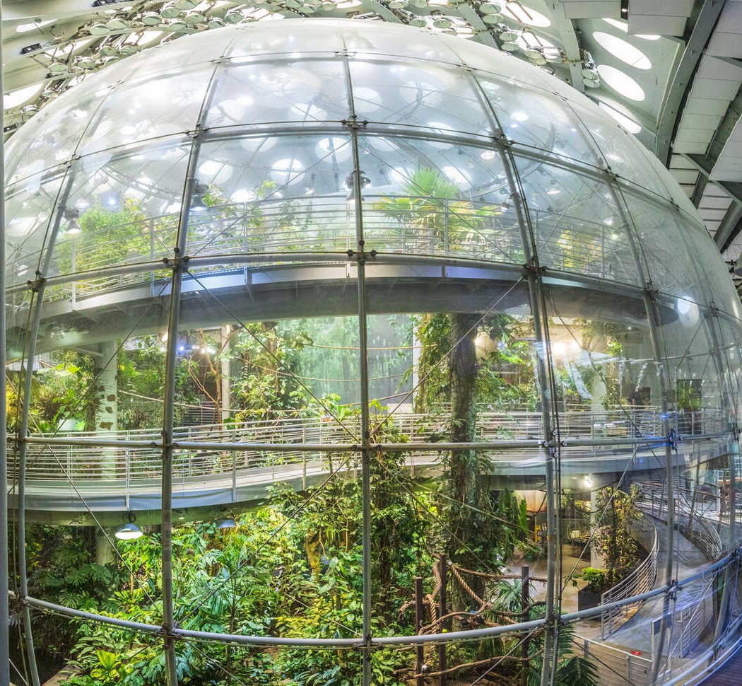 Osher Rainforest 1